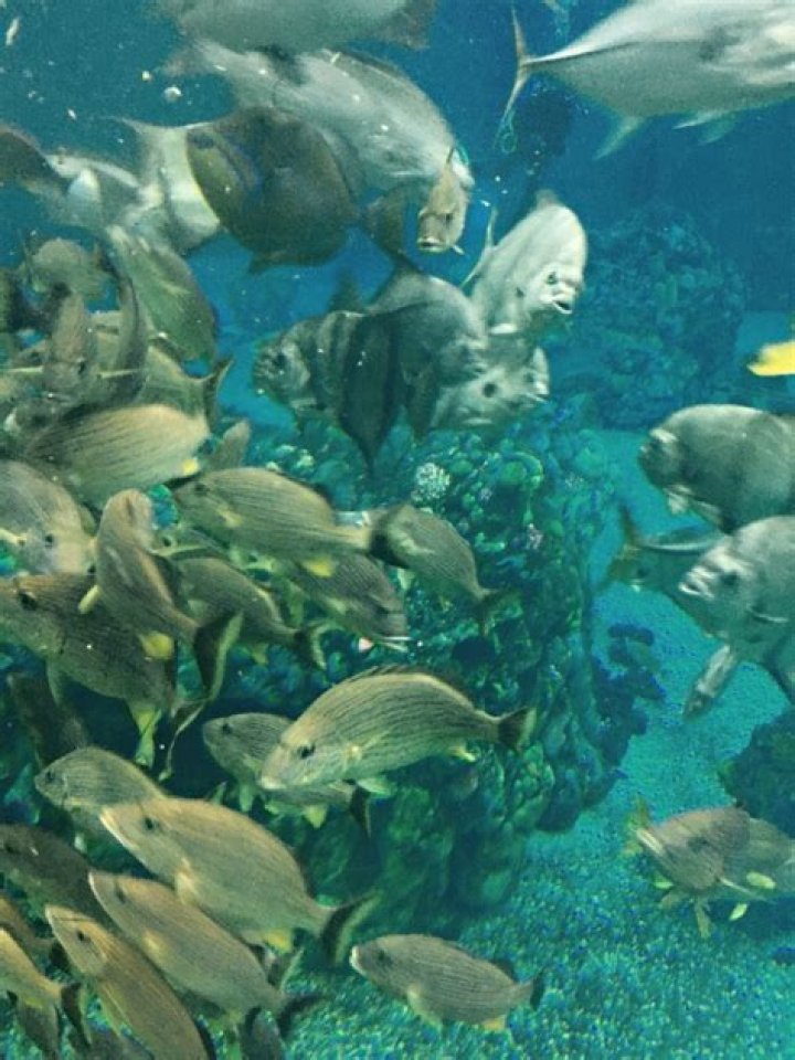 Five Facts About Epcot’s Horizons